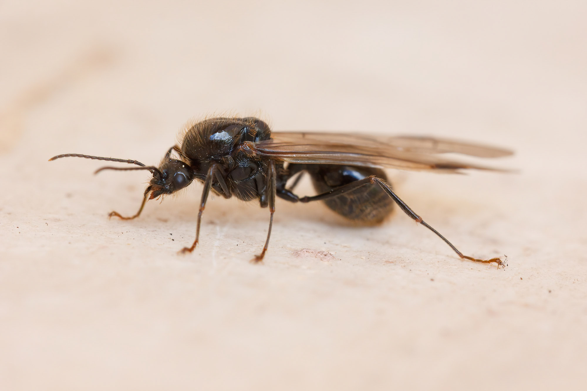 Messor sp